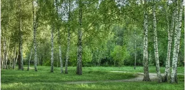 Участок 18 сот. (ИЖС) - Фото 0