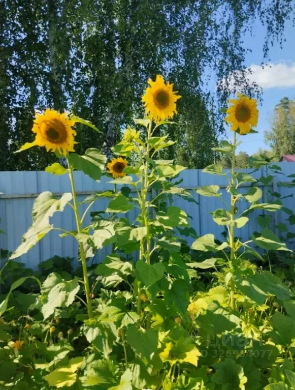 Участок в Новосибирская область, Искитимский район, Морозовский ... - Фото 1