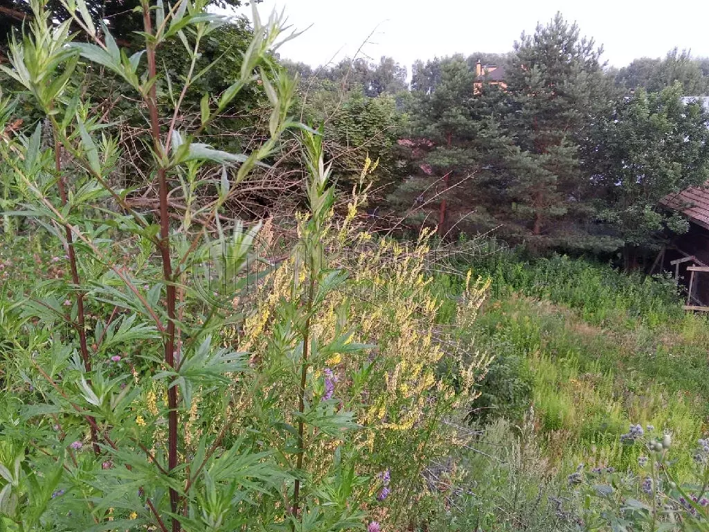 Продается участок в пгт Мисайлово - Фото 1