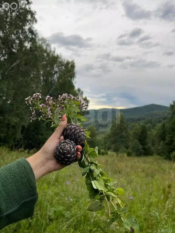 Участок в Чемальский район, село Анос (10 м) - Фото 1