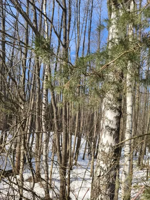 Участок в Московская область, Шатура муниципальный округ, д. Лемешино  ... - Фото 1
