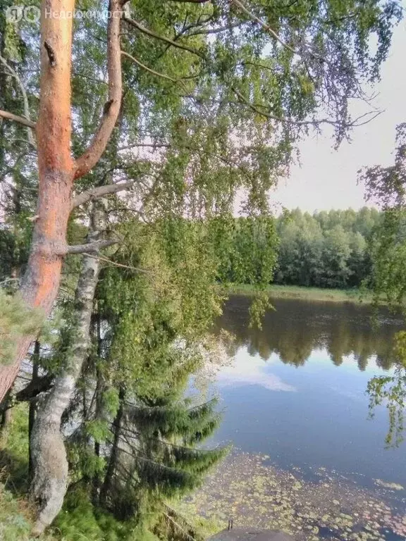 Участок в Вологодская область, Кадуйский муниципальный округ, деревня ... - Фото 1