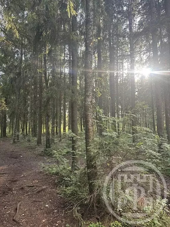 Участок в Ленинградская область, Всеволожский район, Морозовское ... - Фото 1