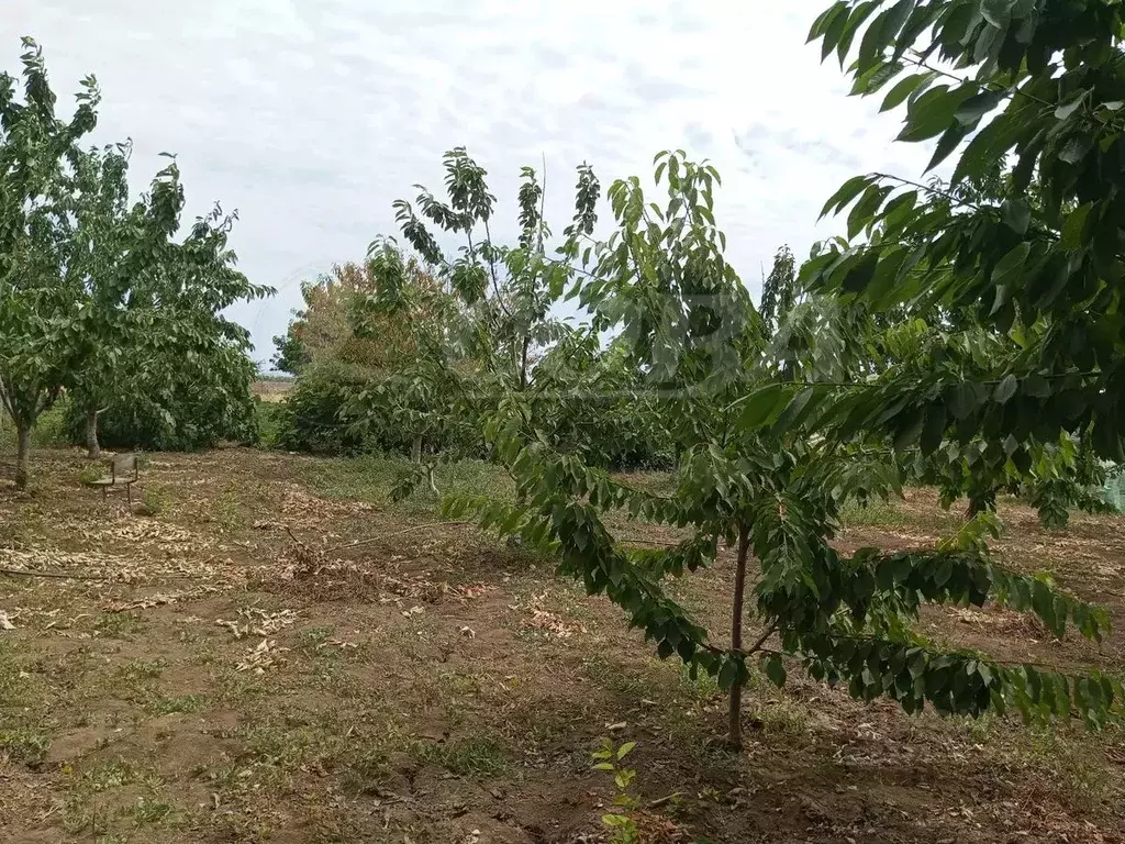 Участок в Дагестан, Дербентский район, Сабнова с/пос, с. Сабнова  (5.0 ... - Фото 1