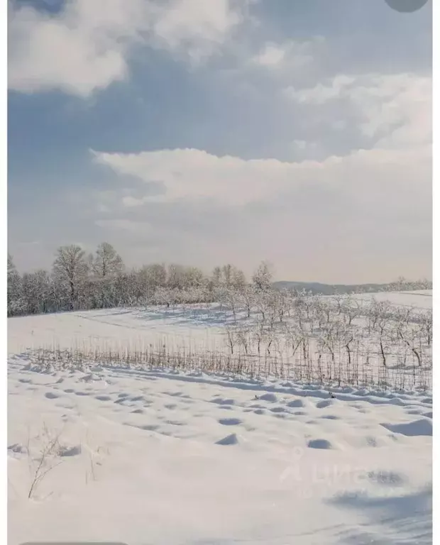 Участок в Новосибирская область, Новосибирский район, Ярковский ... - Фото 1