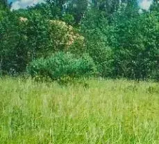 Участок в Санкт-Петербург пос. Понтонный, ш. Вознесенское (4.0 сот.) - Фото 2