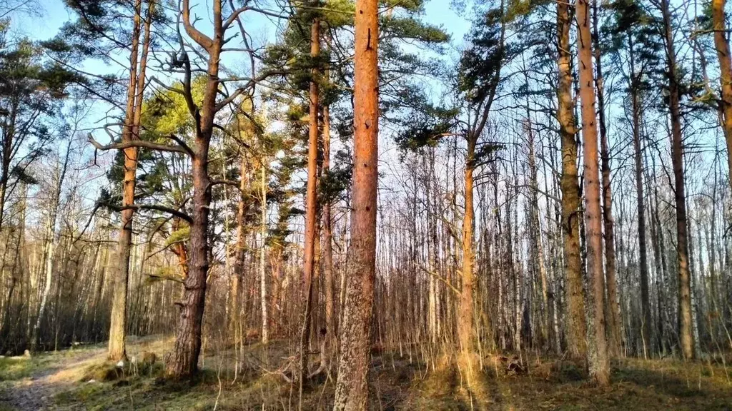 Участок в Ленинградская область, Приозерский район, Ларионовское с/пос ... - Фото 2
