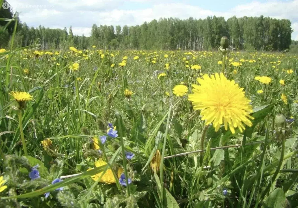 Участок в Новосибирский район, Каменский сельсовет, село Каменка (9.6 ... - Фото 0