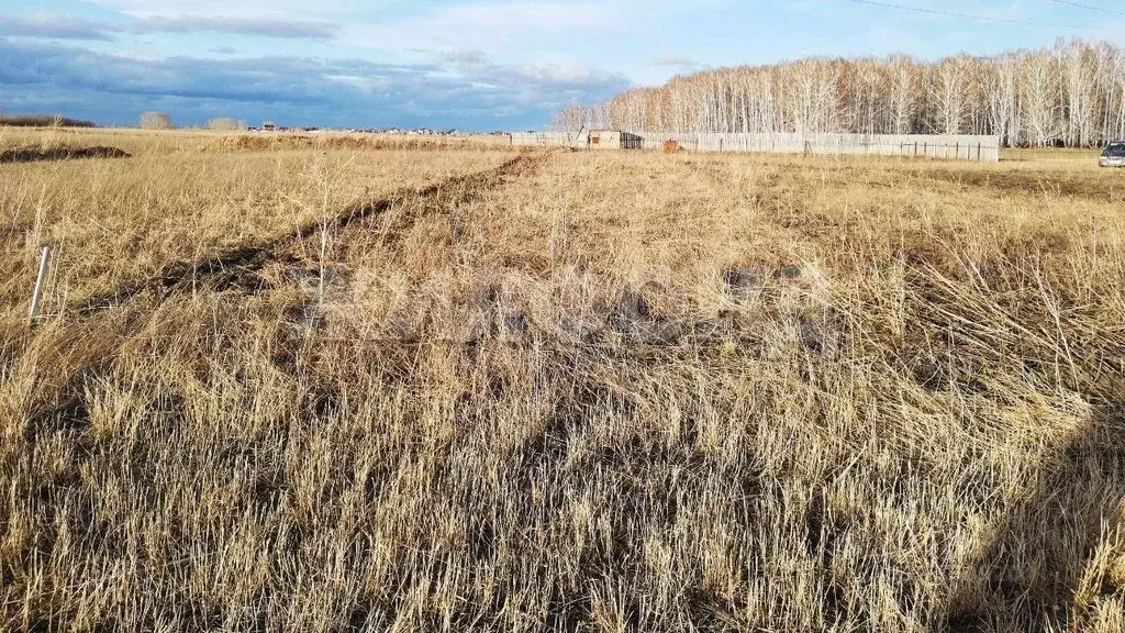 Участок в Новосибирская область, Новосибирский район, Толмачевский ... - Фото 0