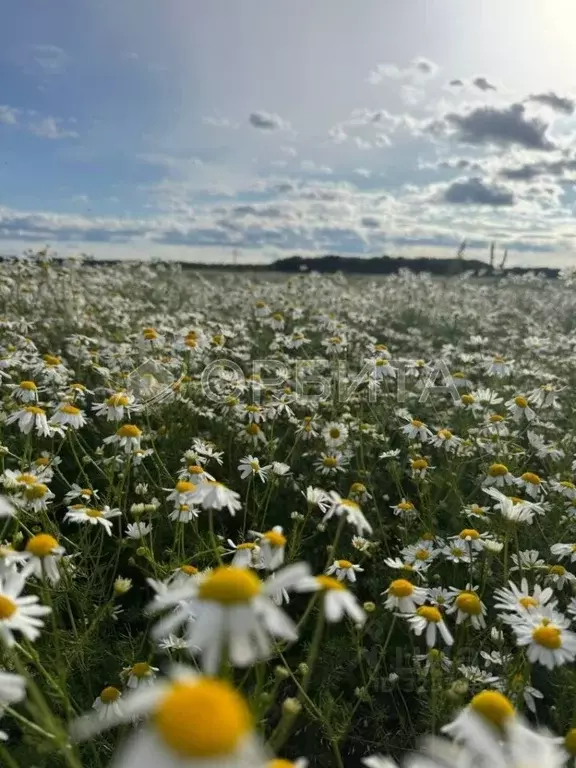 Участок в Тюменская область, Тюменский муниципальный округ, ... - Фото 0