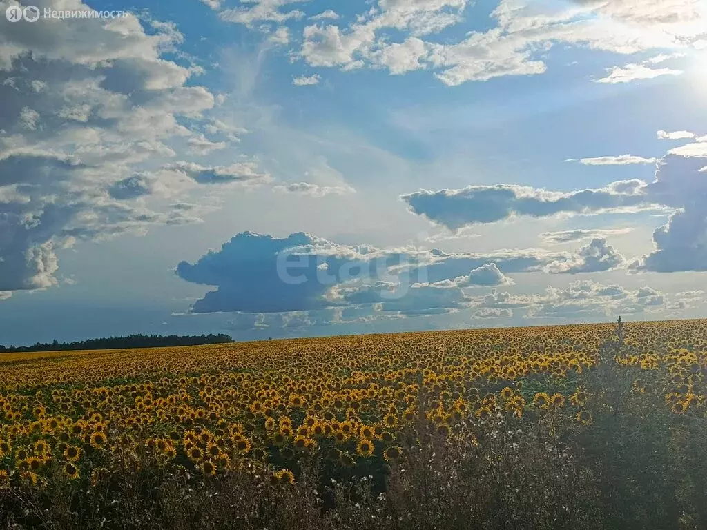 Участок в Ясногорский район, сельское поселение Ревякинское, деревня ... - Фото 2