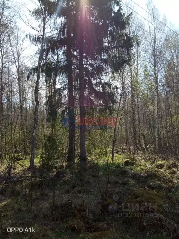 Участок в Ленинградская область, Приозерский район, Ларионовское ... - Фото 1