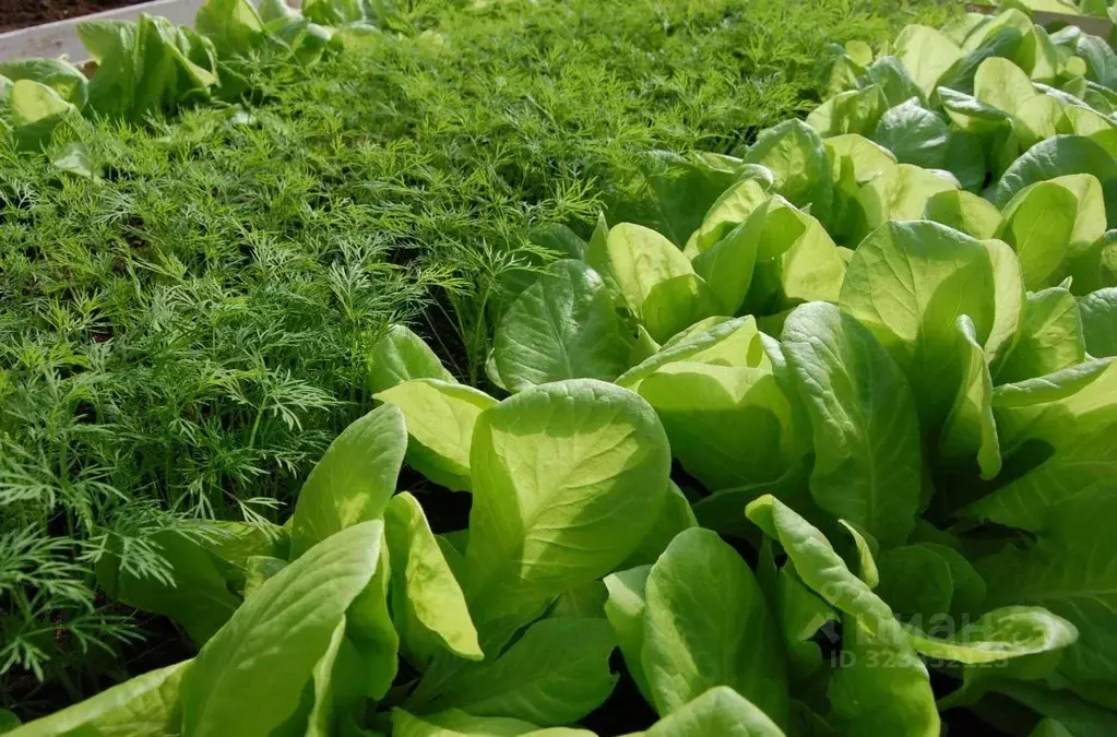 Участок в Мордовия, Лямбирский район, Берсеневское с/пос, д. Старая ... - Фото 1