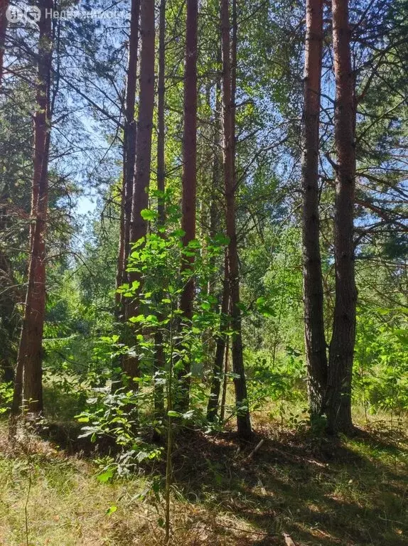 Участок в Ломоносовский район, Лебяженское городское поселение, ... - Фото 0
