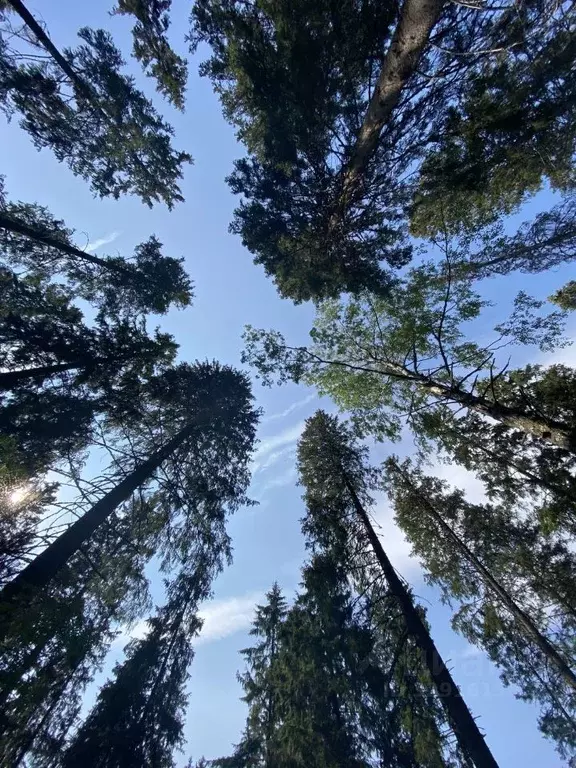 Участок в Карелия, Сортавальский муниципальный округ, пос. Рюттю  ... - Фото 2