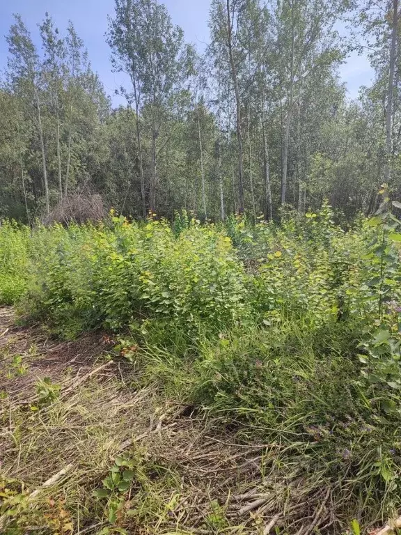 Участок в Новгородская область, Новгородский район, Трубичинское ... - Фото 0