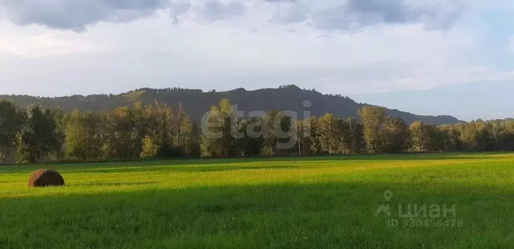 Участок в Алтай, Майминский район, Соузгинское с/пос, пос. Черемшанка  ... - Фото 1