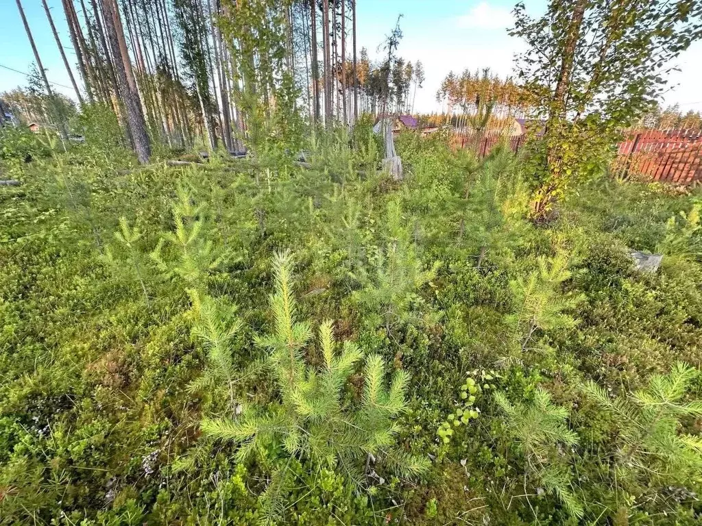Участок в Коми, Сыктывкар городской округ, Краснозатонский пгт ул. ... - Фото 2