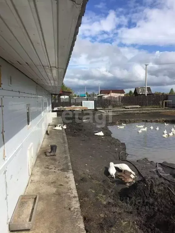 Помещение свободного назначения в Новосибирская область, Новосибирский ... - Фото 1