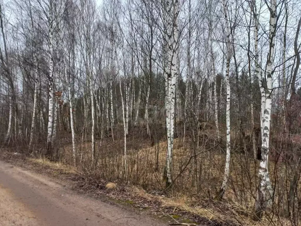 Участок в Смоленская область, Смоленск ул. Подснежники (15.98 сот.) - Фото 1