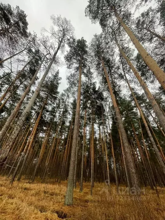 Участок в Тамбовская область, Тамбовский муниципальный округ, ... - Фото 1