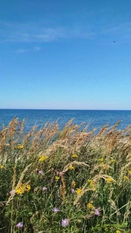 Участок в Калининградская область, Зеленоградский муниципальный округ, ... - Фото 1