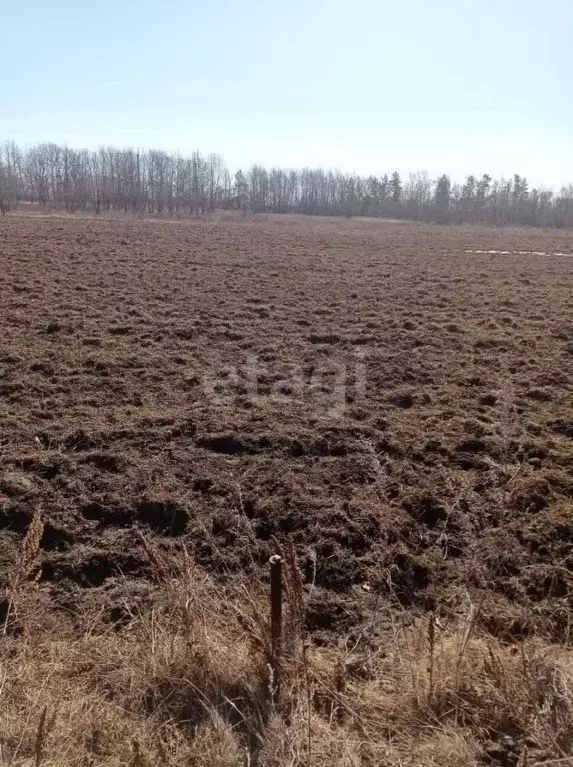 Участок в Амурская область, Благовещенский район, с. Новопетровка  ... - Фото 0