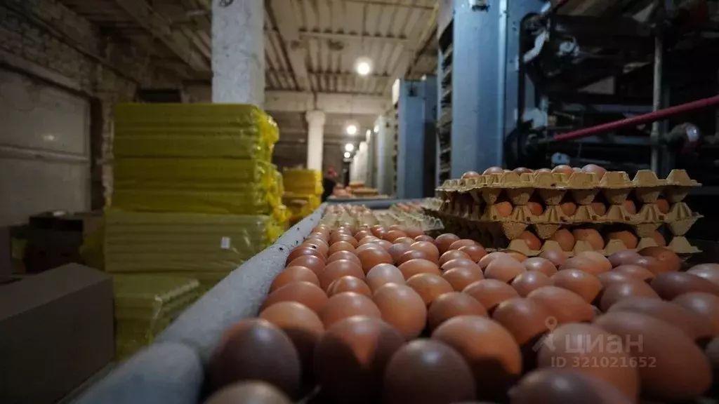 Производственное помещение в Ставропольский край, Кочубеевский ... - Фото 2