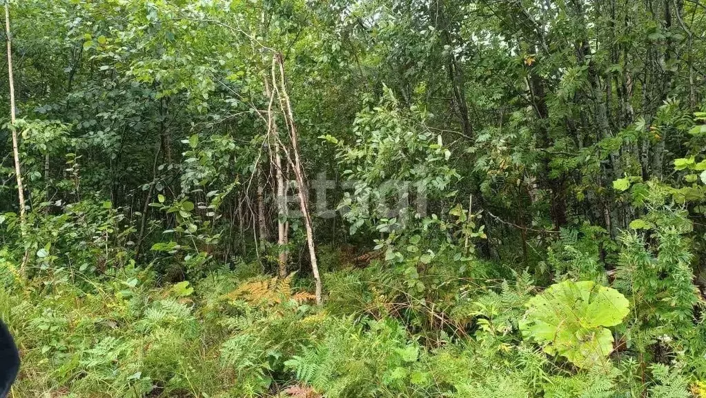 Участок в Сахалинская область, Южно-Сахалинск городской округ, с. ... - Фото 2