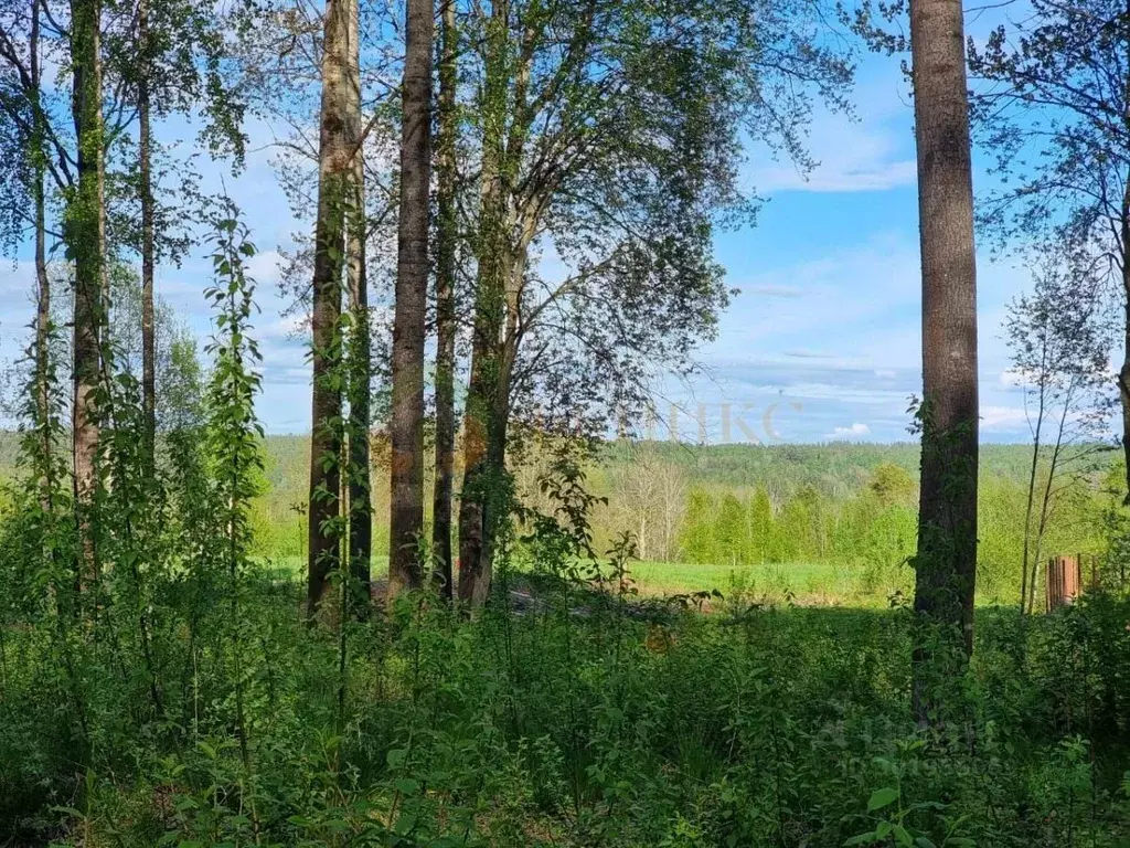 Участок в Ленинградская область, Выборгский район, Рощинское городское ... - Фото 0