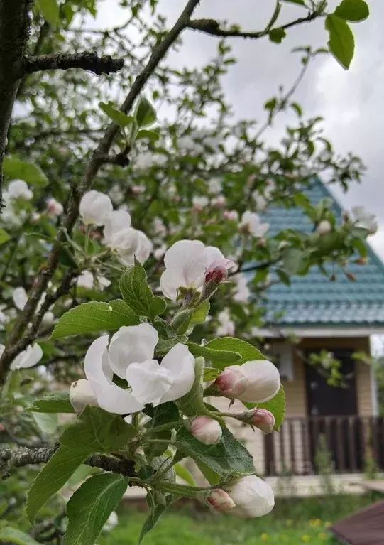 Дом в Санкт-Петербург, Санкт-Петербург, Сестрорецк Разлив СНТ, дорожка ... - Фото 0