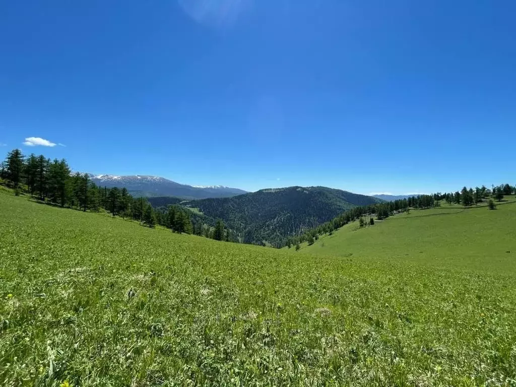 Участок в Алтай, Чемальский район, Элекмонарское с/пос  (45.29 сот.) - Фото 1
