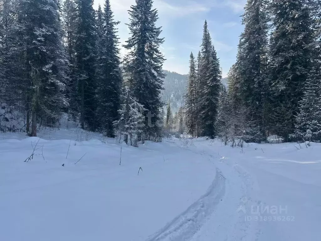 Участок в Алтай, Турочакский район, с. Артыбаш  (24.4 сот.) - Фото 0