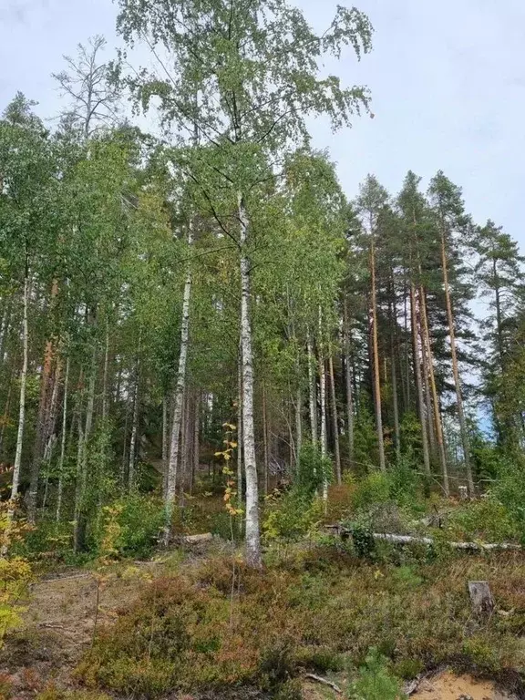 Участок в Ленинградская область, Выборгский район, Полянское с/пос, ... - Фото 1