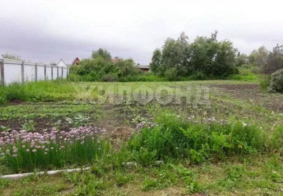 Участок в Новосибирская область, Колыванский район, Надежда СТ  (8.8 ... - Фото 1
