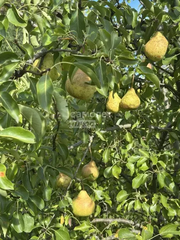 Участок в Калужская область, Калуга городской округ, д. Мстихино ул. ... - Фото 2