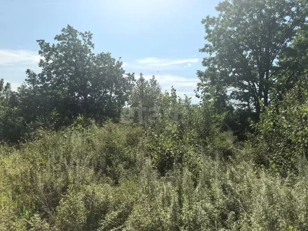 Участок в Амурская область, Благовещенский район, с. ... - Фото 1