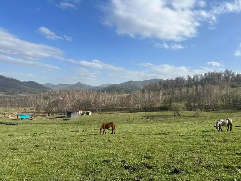 Участок в Алтай, Чемальский район, пос. Верх-Анос ул. Центральная ... - Фото 1