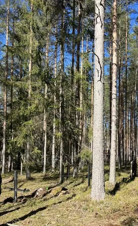 Участок в Ленинградская область, Выборгский район, Полянское с/пос, ... - Фото 0