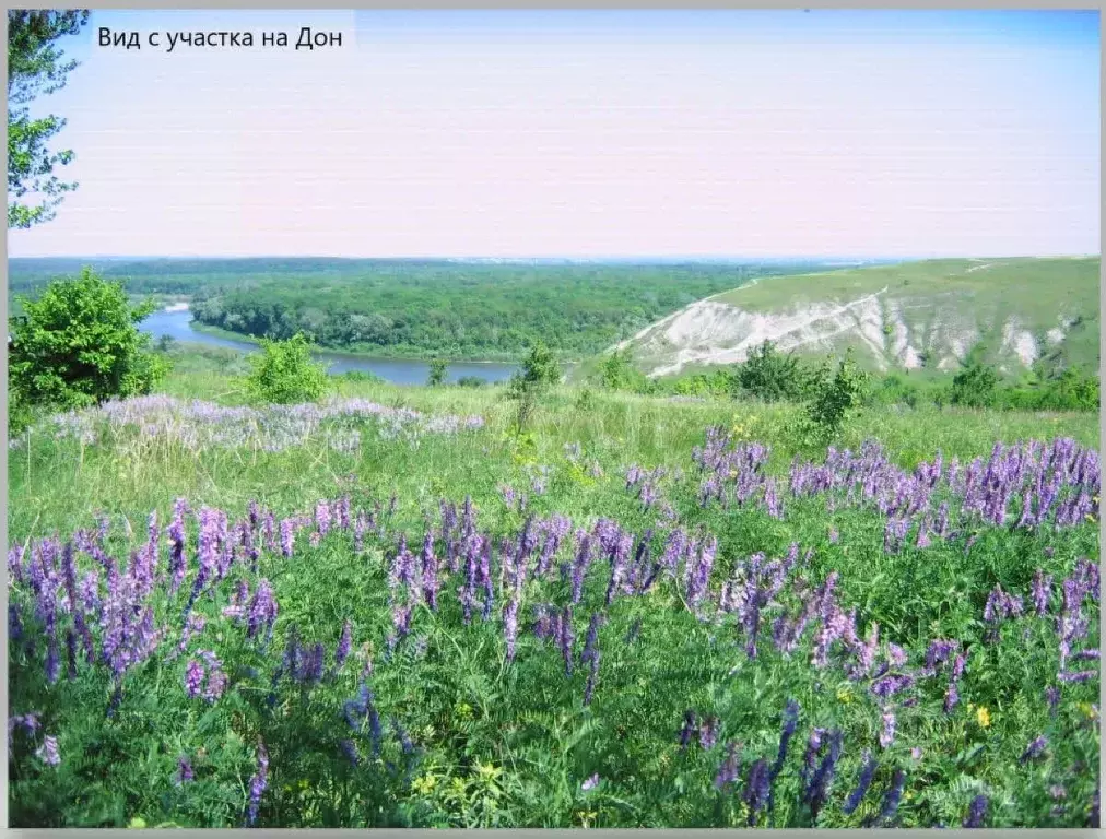 Участок в Воронежская область, Подгоренский район, Белогорьевское ... - Фото 1