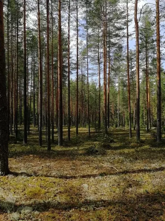 Участок в Московская область, Мытищи городской округ, пос. ... - Фото 2