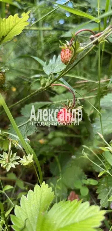 Участок в Карелия, Лахденпохский муниципальный округ, пос. Ласанен  ... - Фото 2