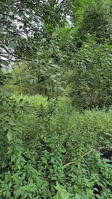 Участок в Московская область, Шатура муниципальный округ, пос. ... - Фото 2