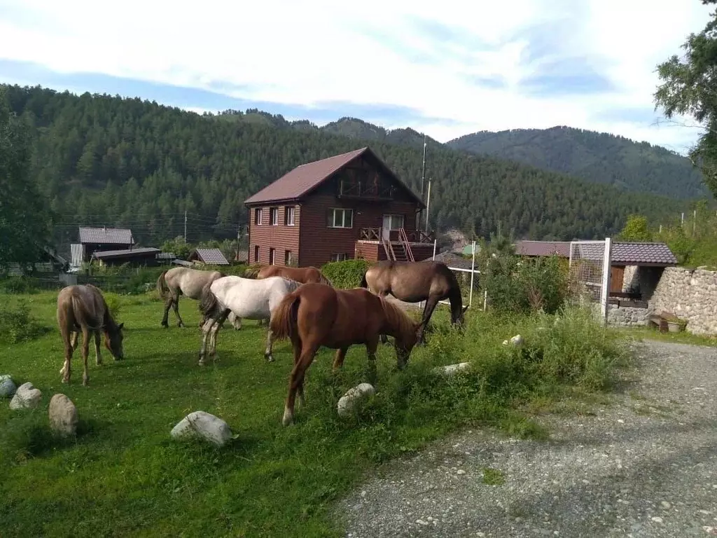 Дом в Алтай, Чемальский район, Элекмонарское с/пос, с. Элекмонар  (242 ... - Фото 2