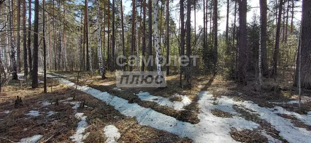 Участок в Свердловская область, Екатеринбург Лесная Поляна-1 кп,  (4.0 ... - Фото 2