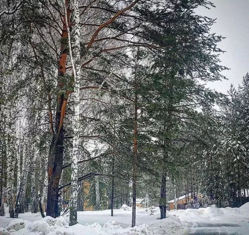 Участок в Новосибирская область, Новосибирский район, Кубовинский ... - Фото 0