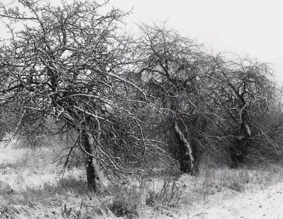 Дом в Брянская область, Брянск Родина садоводческое объединение,  (10 ... - Фото 2