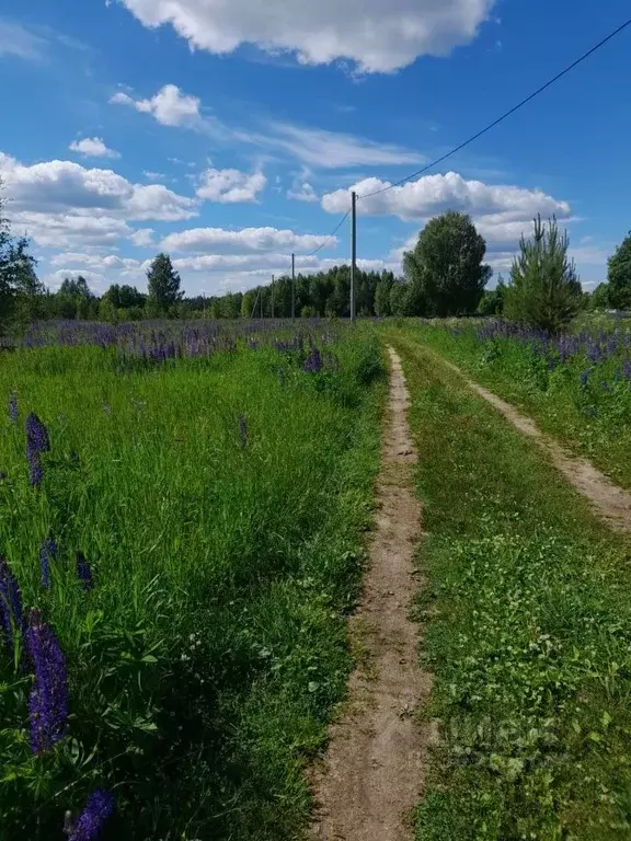 Участок в Вологодская область, Кадуйский муниципальный округ, д. ... - Фото 1