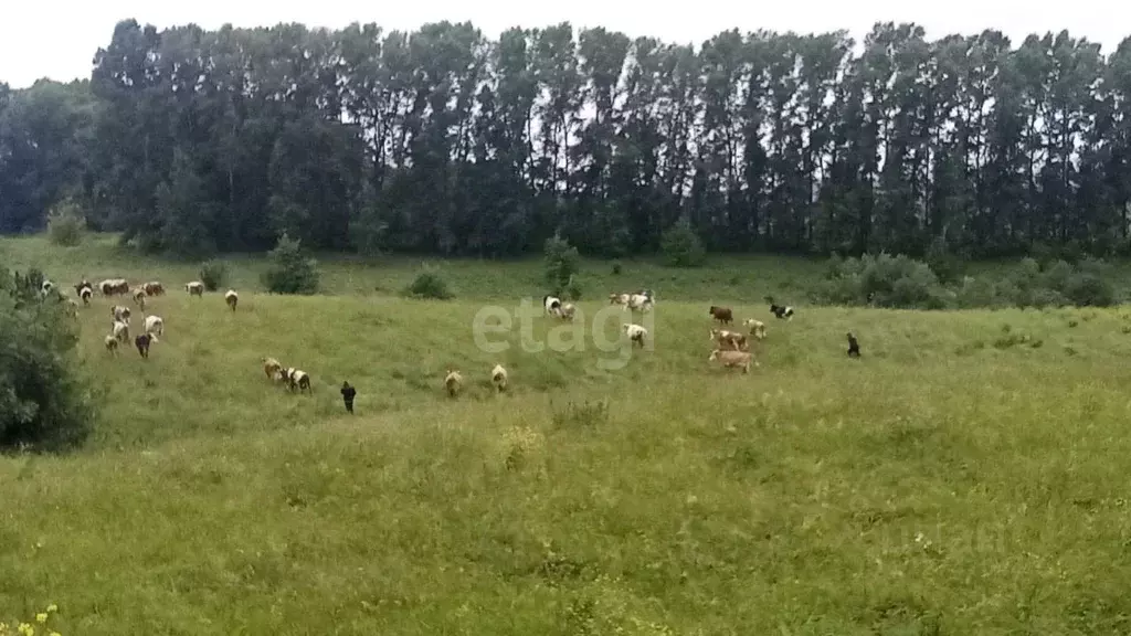 Участок в Алтайский край, Алтайский район, с. Алтайское ул. Революции ... - Фото 1