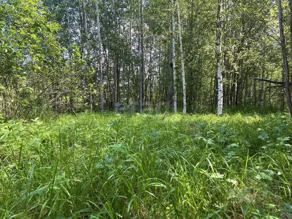 Участок в Ленинградская область, Киришский район, Кусинское с/пос, ... - Фото 1